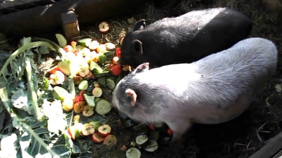 Свиньи едят много овощей